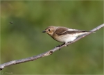 Trauerschnaepper-Ficedula_hypoleuca-20_09_2015.jpg