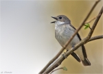 Trauerschnaepper-Ficedula_hypoleuca-beim_Gesang.jpg