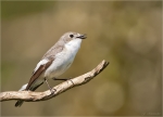 Trauerschnaeppermaennchen-European_Pied_Flycatcher-07_05_2016.jpg