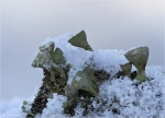 Trompetenflechte-Cladonia_fimbriata-im_Schnee.jpg