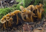 Trompetenpfifferling-Craterellus_tubaeformis.jpg