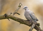 Tuerkentaube-01_11_2015-collared_dove.jpg