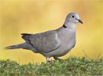 Tuerkentaube-14_04_2016-Streptopelia_decaocto.jpg