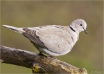 Tuerkentaube-16_04_2016-collared_dove.jpg