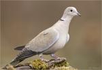 Tuerkentaube-Streptopelia_decaocto-02_02_2016.jpg