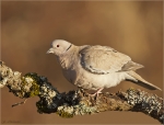 Tuerkentaube-Streptopelia_decaocto-06_02_2017.jpg