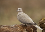 Tuerkentaube-Streptopelia_decaocto-13_03_2016.jpg
