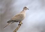 Tuerkentaube-Streptopelia_decaocto-14_11_2015.jpg