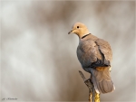 Tuerkentaube-Streptopelia_decaocto-18_03_2016.jpg
