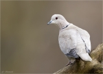 Tuerkentaube-Streptopelia_decaocto-Maerz_2016-Altvogel.jpg