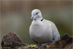 Tuerkentaube-Streptopelia_decaocto.jpg