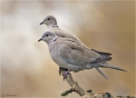 Tuerkentaube-collared_dove-01_11_2015.jpg
