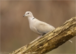 Tuerkentaube-collared_dove-21_03_2016.jpg