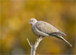 Tuerkentaube-collared_dove-23_10_2016.jpg