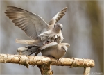 Tuerkentaube-collared_dove-Paarung.jpg