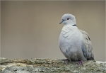Tuerkentaube-collared_dove.jpg