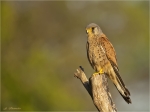 Turmfalke-Falco_tinnunculus-male-19_05_2019.jpg