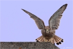 Turmfalke-Weibchen_008.jpg