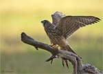 Turmfalke-common_kestrel-Jungvogel-03_07_2019.jpg