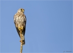 Turmfalke-common_kestrel-Jungvogel_2017.jpg