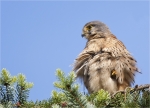 Turmfalke-common_kestrel-maennlich-auf_Kiefer.jpg