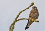 Turmfalke-kestrel.jpg
