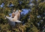 Turmfalke-maennlich-beim_Revierkampf.jpg