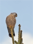 Turmfalke-maennlich.jpg