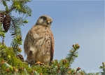 Turmfalke005.jpg