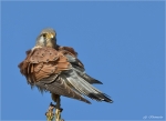 Turmfalke_-_Maennchen.jpg