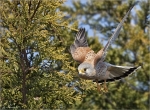 Turmfalke_im_Anflug.jpg