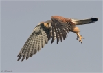 Turmfalke_im_Flug-common_kestrel.jpg