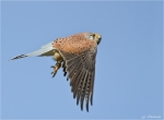 Turmfalke_im_Flug.jpg