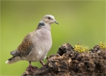 Turteltaube-Streptopelia_turtur-Mai_2019.jpg