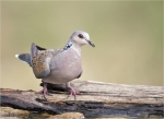 Turteltaube-turtle_dove-01_08_2015.jpg