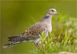 Turteltaube-turtle_dove-06_05_2019.jpg