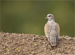 Turteltaube-turtle_dove-29_07_2018.jpg