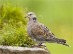 Turteltaube-turtle_dove-Mai_2019.jpg