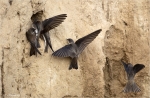Uferschwalben-sand_martin.jpg