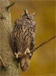 Uhu-Bubo_bubo.jpg