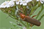 Variabler_Weichkaefer-Cantharis_livida.jpg