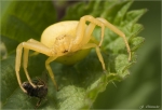 Veraenderliche_Krabbenspinne-Weibchen-Misumena_vatia.jpg