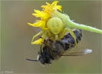 Veraenderliche_Krabbenspinne_2011.jpg