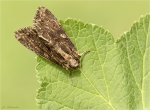Veraenderliche_Kraeutereule-Lacanobia_suasa.jpg