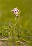 Vergissmeinnicht-Myosotis-rosa.jpg