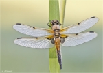 Vierfleck-Libellula_quadrimaculata-31_05_2014.jpg