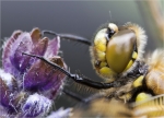 Vierfleck-Libellula_quadrimaculata-Detail.jpg