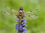 Vierfleck-Libellula_quadrimaculata-Mai_2015.jpg