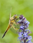 Vierfleck-Libellula_quadrimaculata-seitlich-Mai_2015.jpg