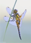 Vierfleck-Libellula_quadrimaculata-seitlich.jpg